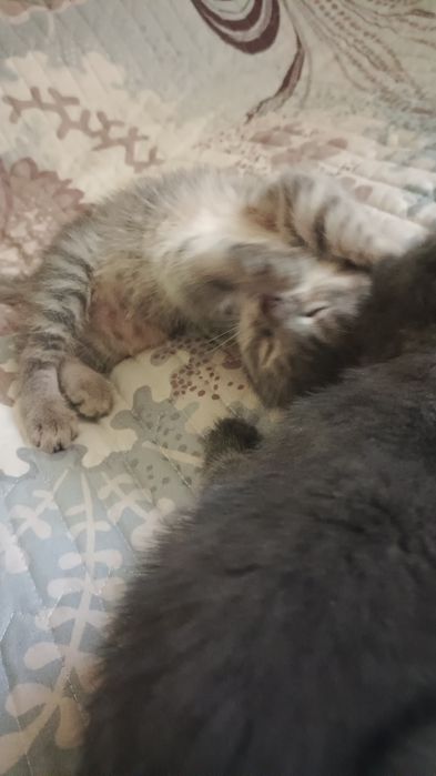 Отдам котят в добрые руки