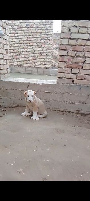 Алабайлар сотилади