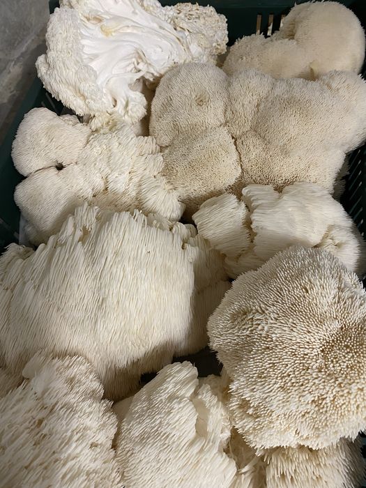 Ciuperca Coama Leului (Hericium erinaceus ) certificat ecologic