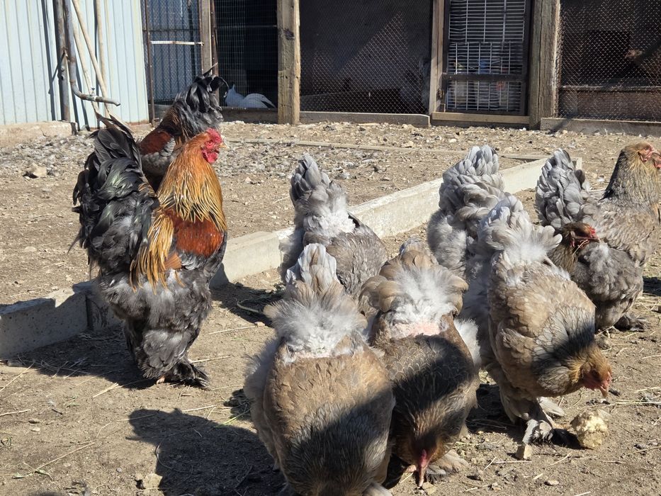 Инкубационные яйца