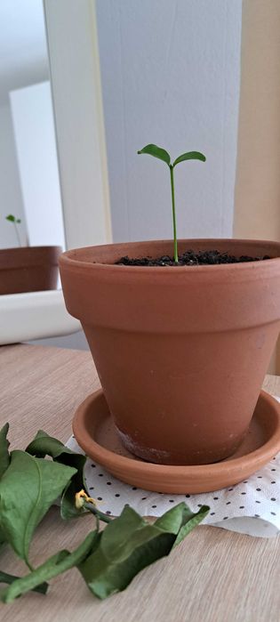 Lamai in ghiveci de teracota