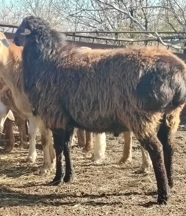 Кошкар 10 мес Эдильбай