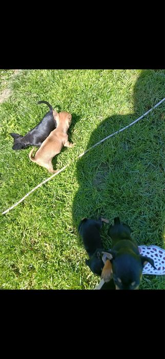 4 Мини-пинчерчета