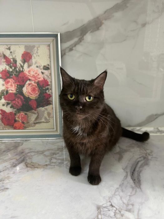 Кошечки в добрые руки!