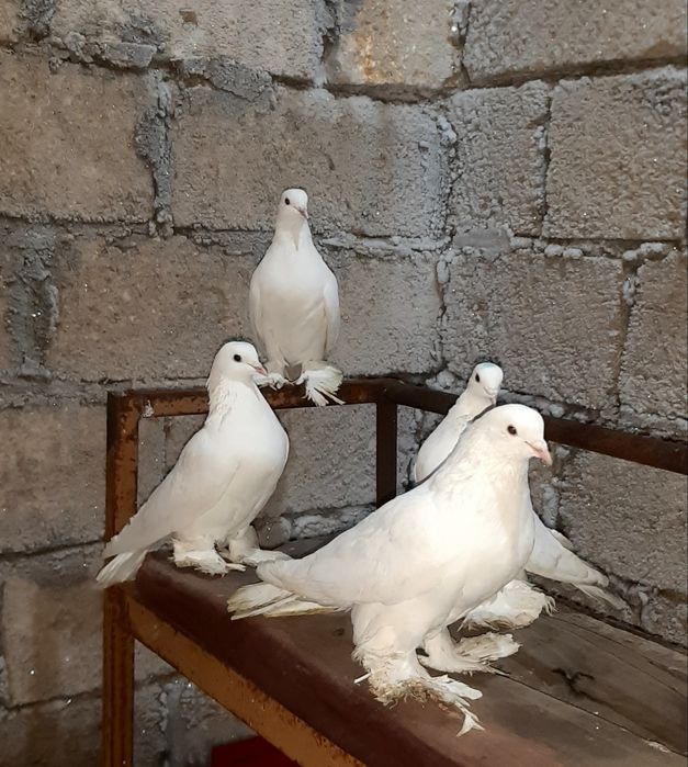 Голуби Белые Персы