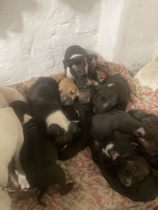 Щенков не осталос