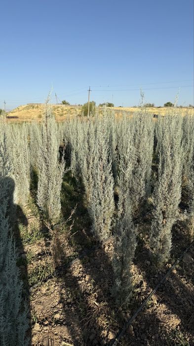 Оризонский кипарис 160 см, Деревья