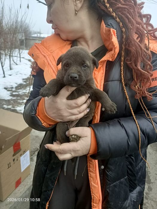 Щенки ищут дом, ответственным