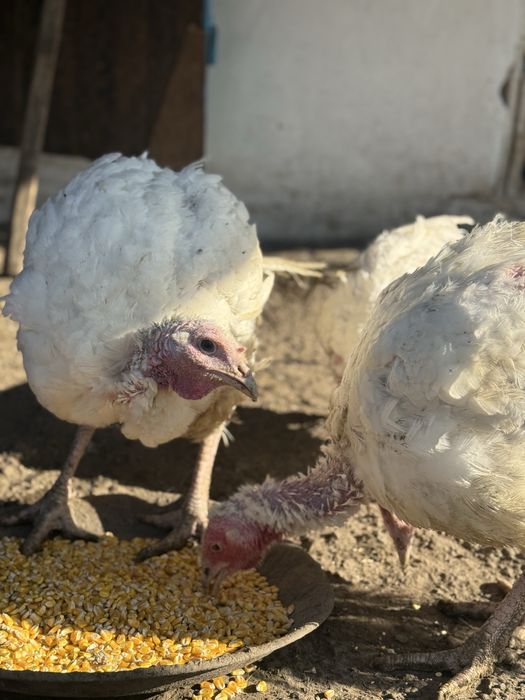 Индюки, индюшатина