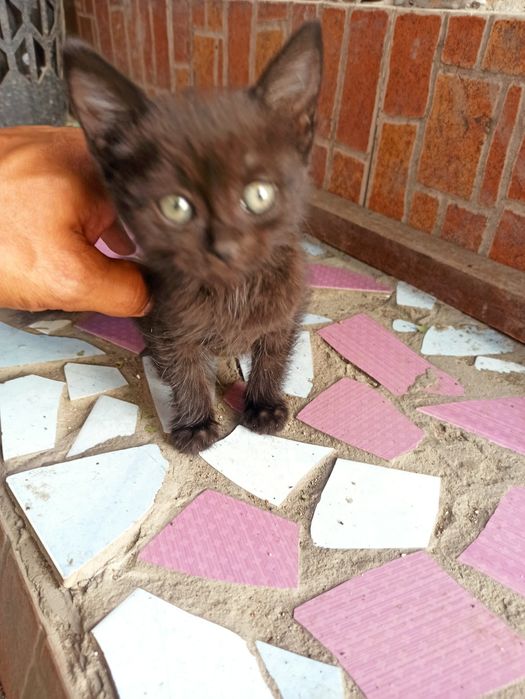 Котенок  в добрые руки