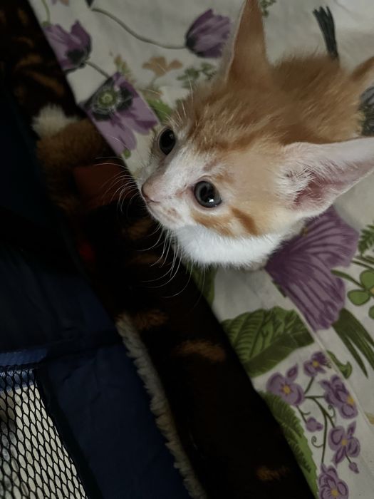 Отдам котят в добрые ручки)