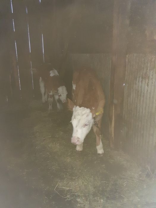 Vând două vițele baltată românească