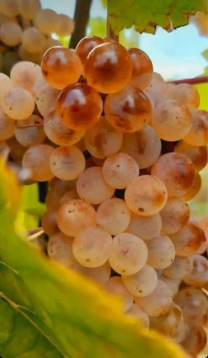 Vand struguri de vin