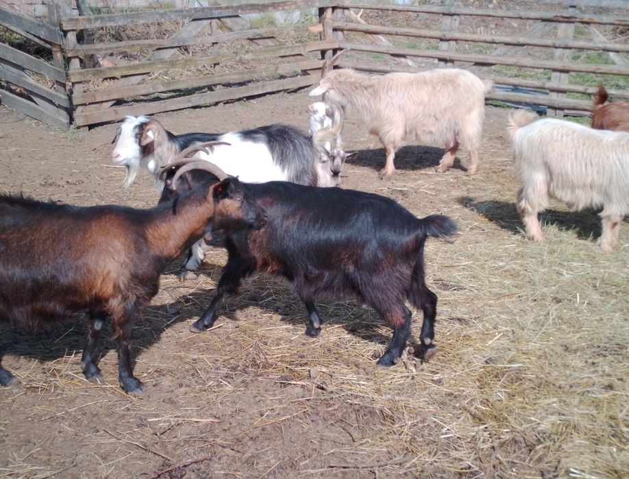 Vând capre carpatine fătaate și gestante