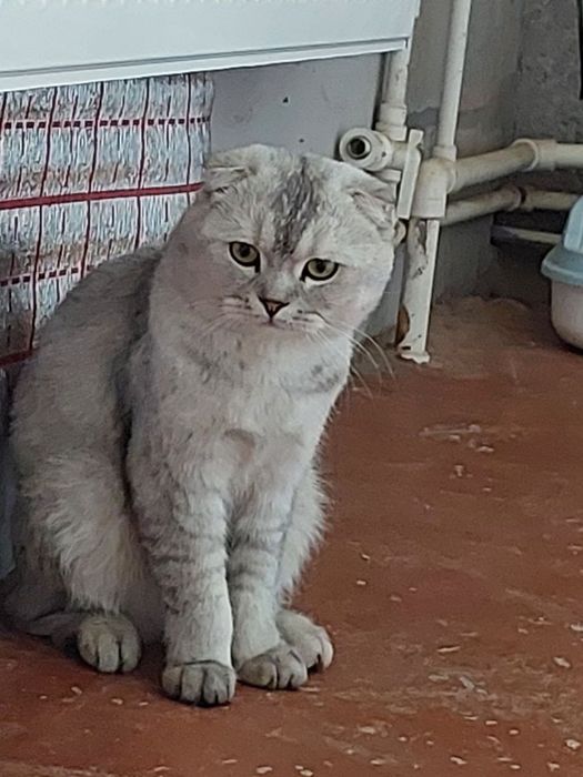 Продаются котята шотландские с окрасом серебристая шиншилла