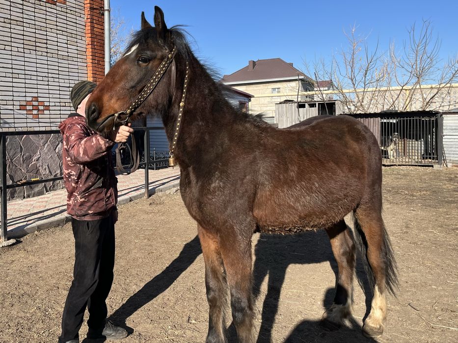 Продам элитного коня