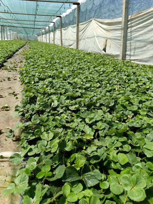 Құлпынай көшет  ( Рассадка клубники )