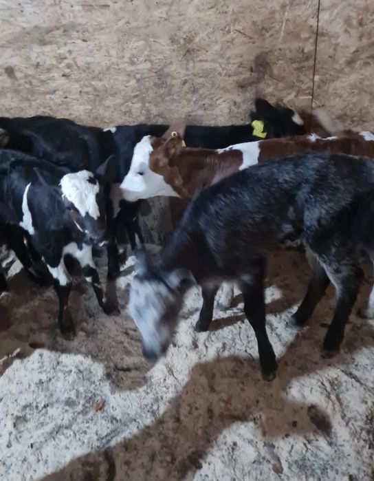 Пролам телят симентал и ангус.