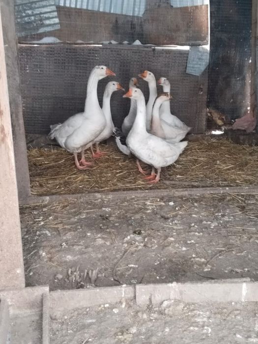 Гуси , индюки...