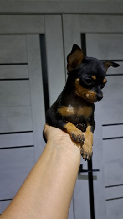 Продам мини той терьера