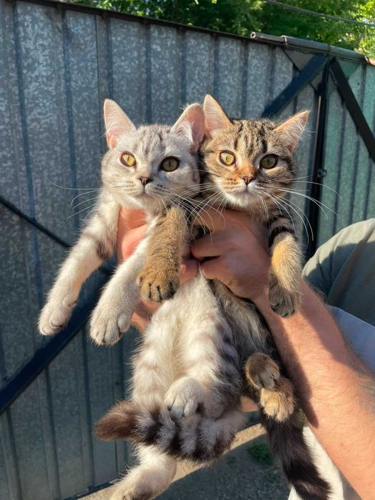 Продам Котят Британские