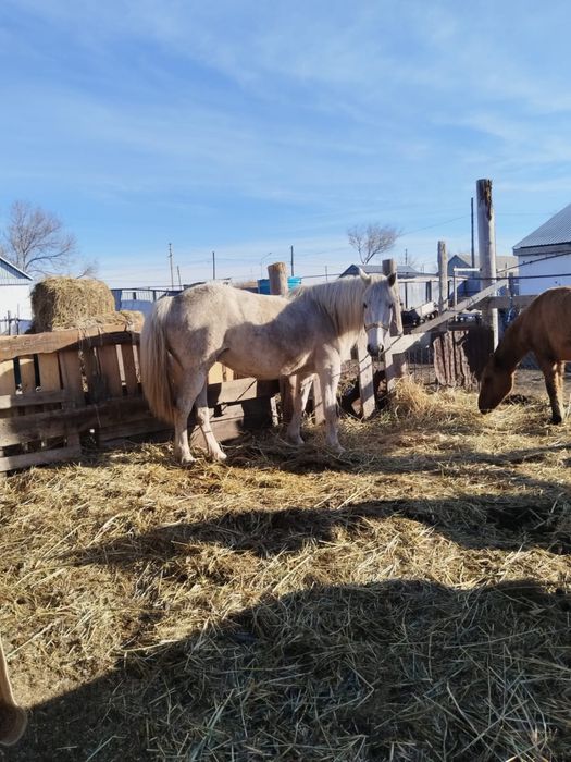Бұаз бие сатылады семиз