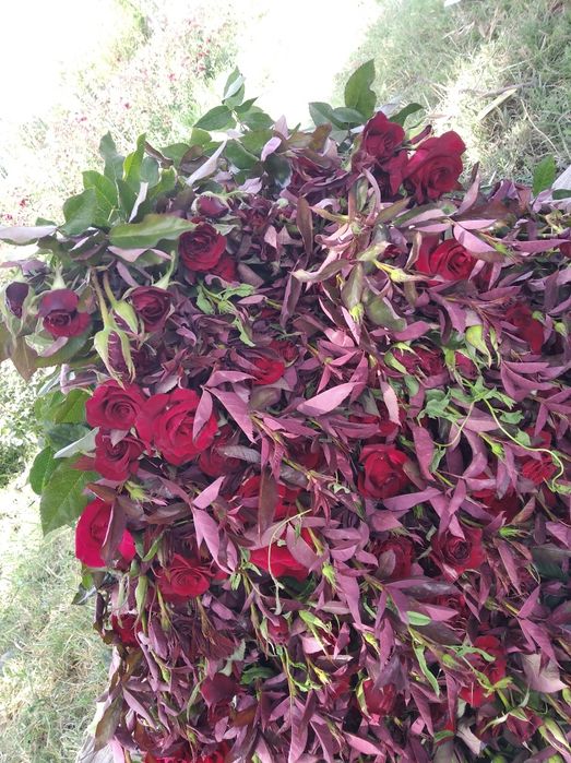 Саженцы роз Атиргул кўчатлар