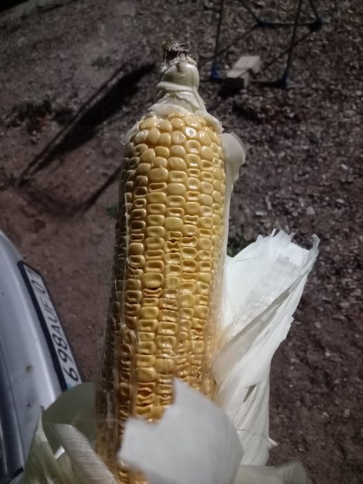 Кукуруза для птиц 5мешков по 1000тг