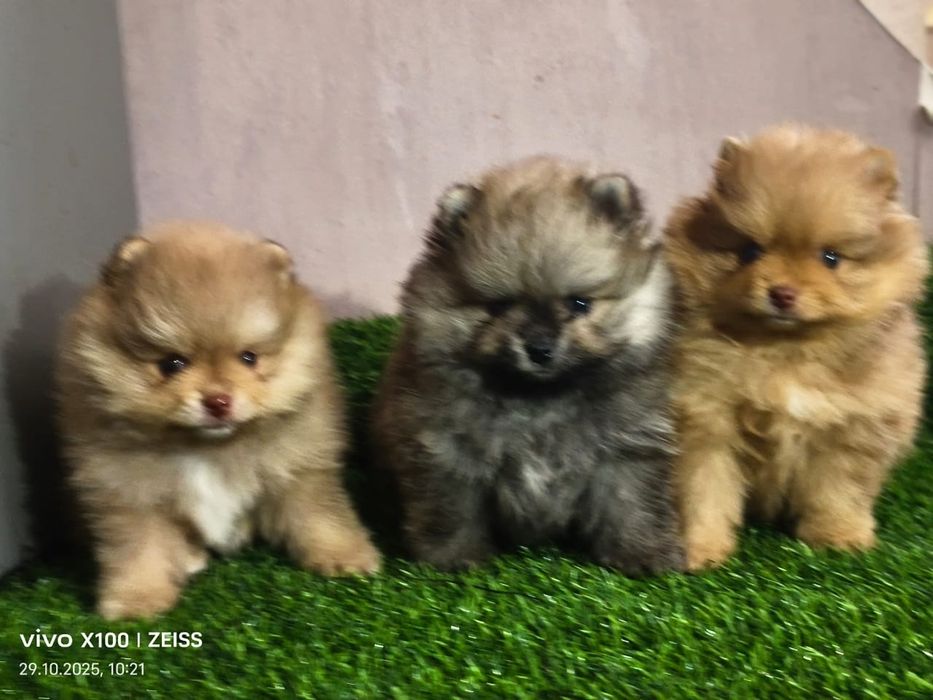 Очаровательные щенки шпица.
