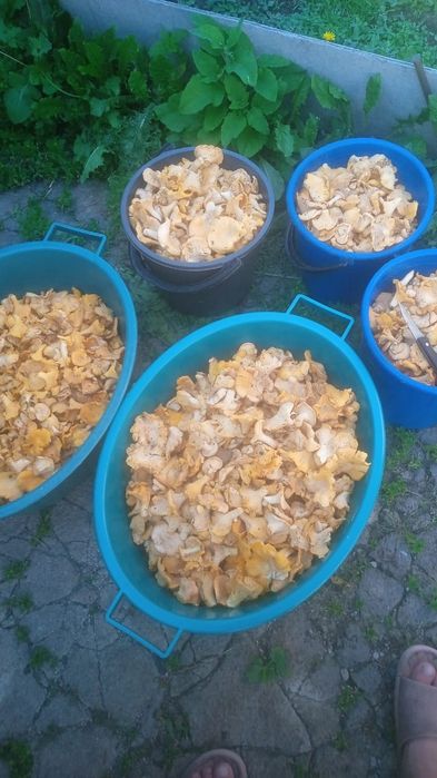 Продам грибы лисички