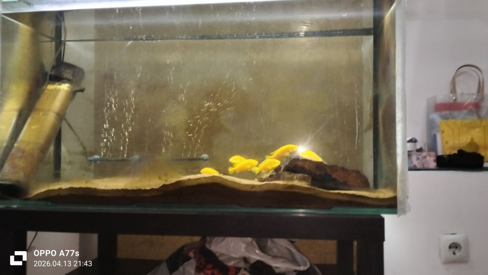 Продаю рыбок еллоу