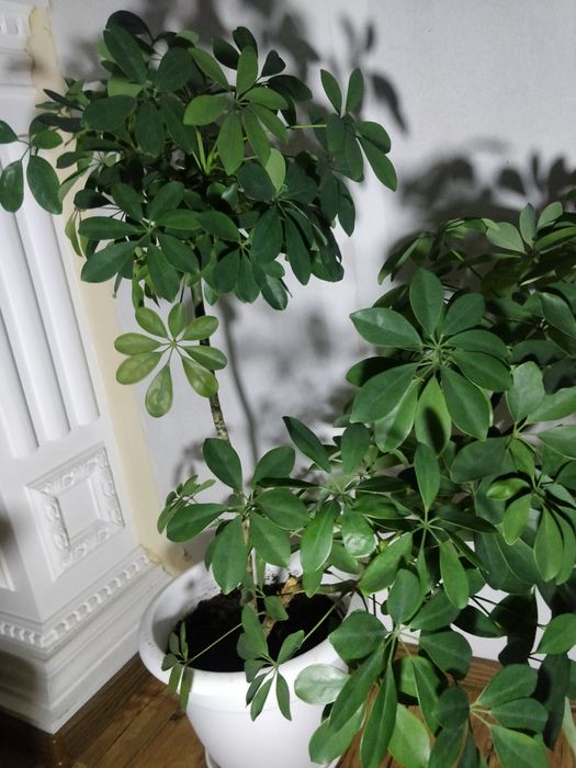 Фикус  каучуконосный.Шефлера.