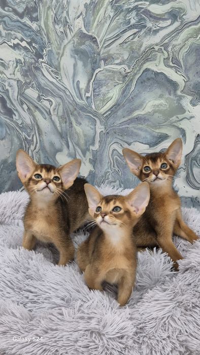 Абиссинские котята