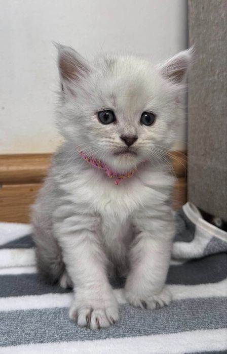Pui maine coon rasa pura pedigree