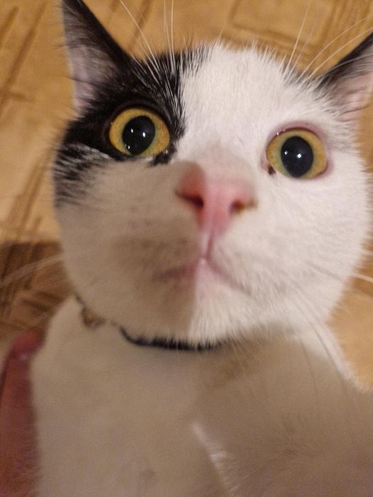 Motanei spre adoptie