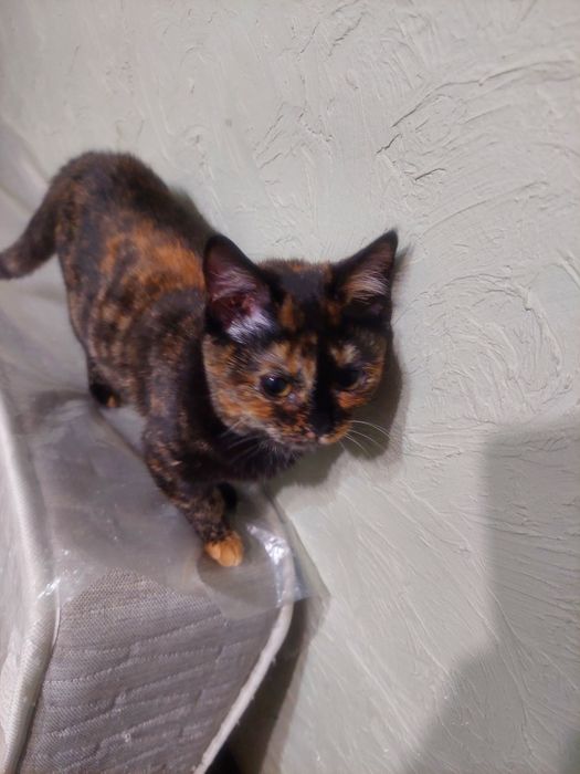 Котят  в добрые руки