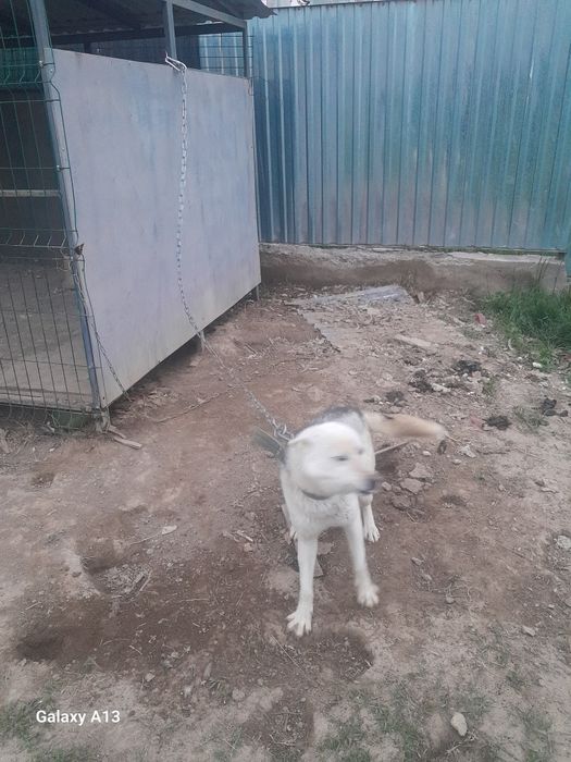 Лайка сатылады, продам лайка