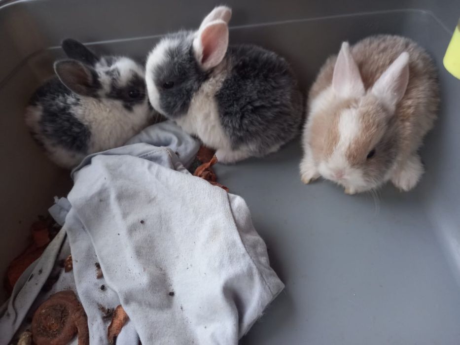 Продам декоративных крольчат.