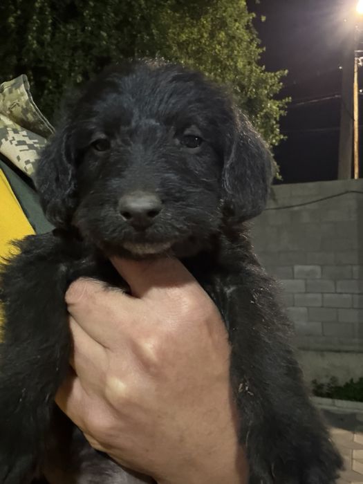 Немецкий дратхаар 1 месяц