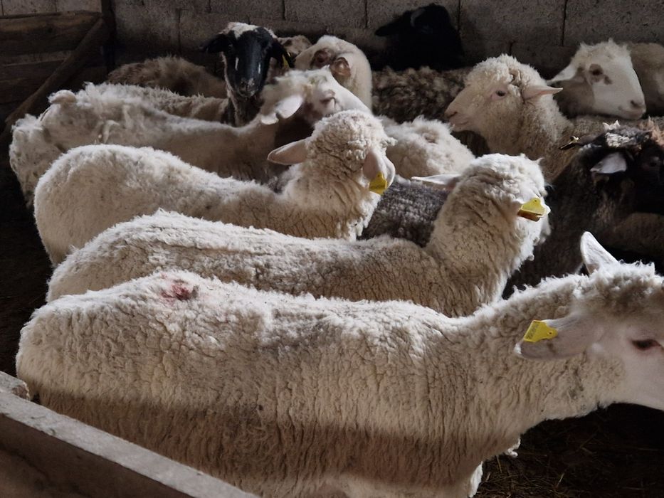 Семіз қойлар сатылады