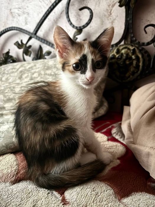 котенок в добрые руки