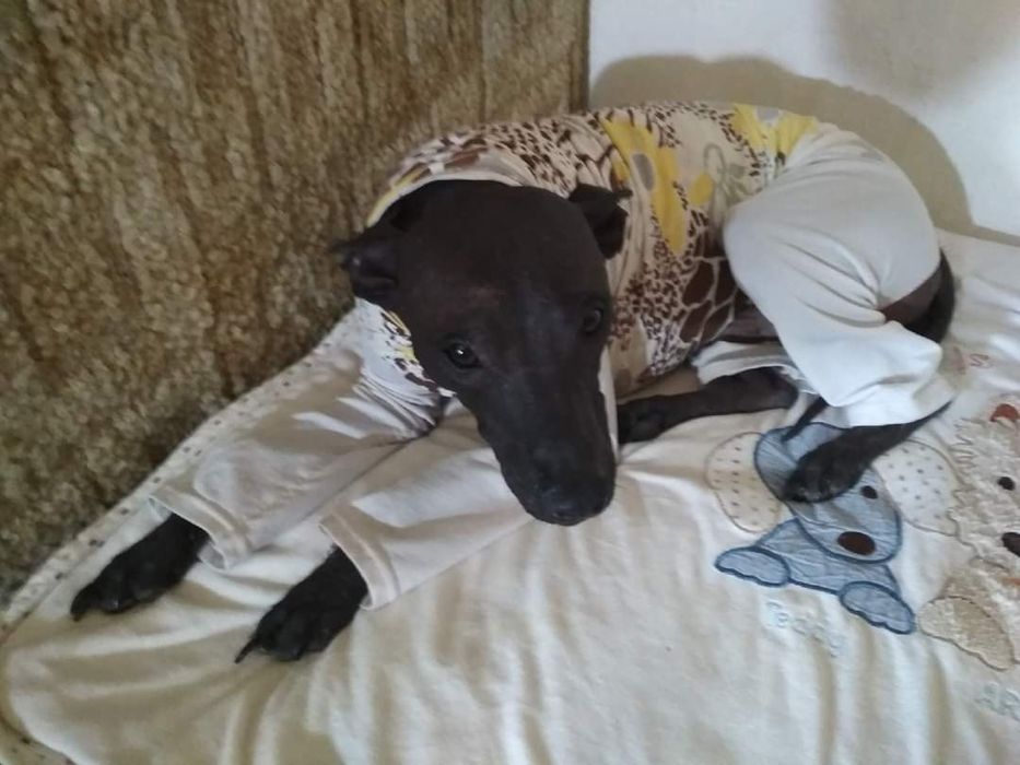 Вязка мексиканская голая