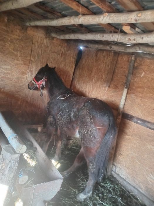 Vand manz  de 10 luni