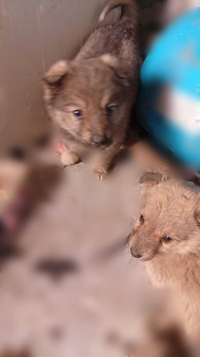 Отдам щенков в хорошие руки.