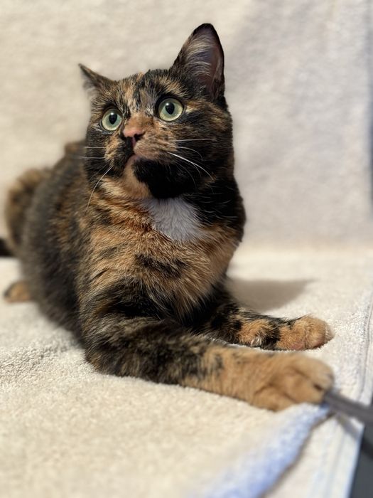 Красавица с необычным окрасом ищет дом