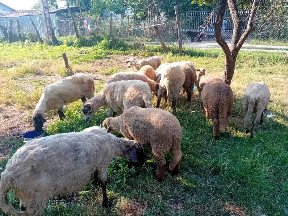 Animale de vanzare