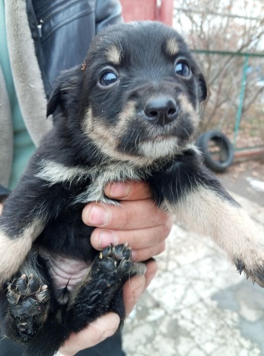 От дам щенков два месяца