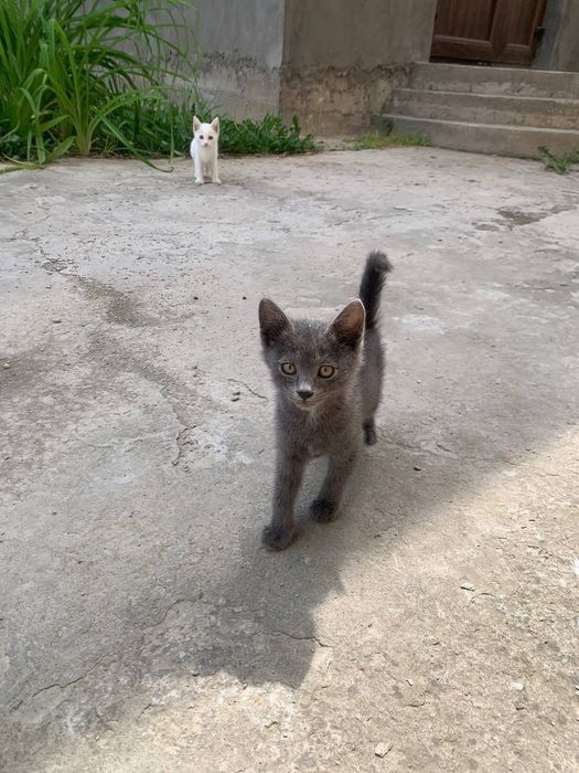 Котята домашние в добрые руки