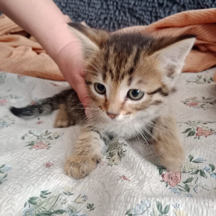 Отдам котят в добрые руки !