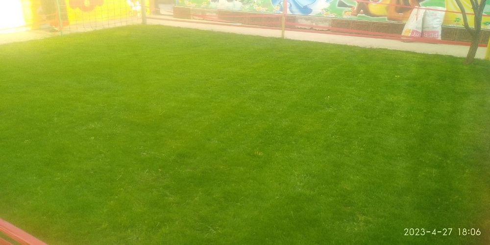 Газоны цветы деревья